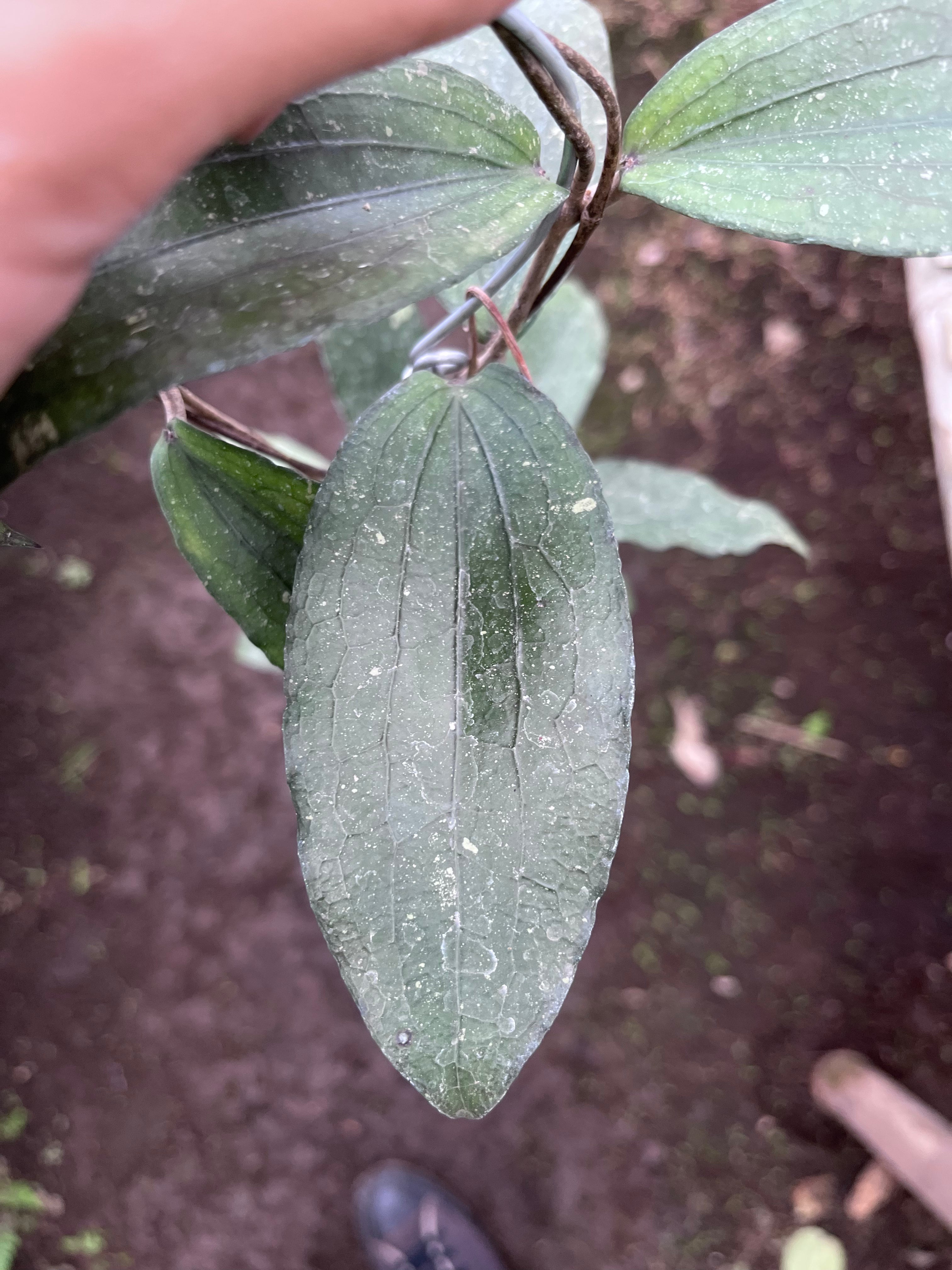 Hoya Erythrina Bajo