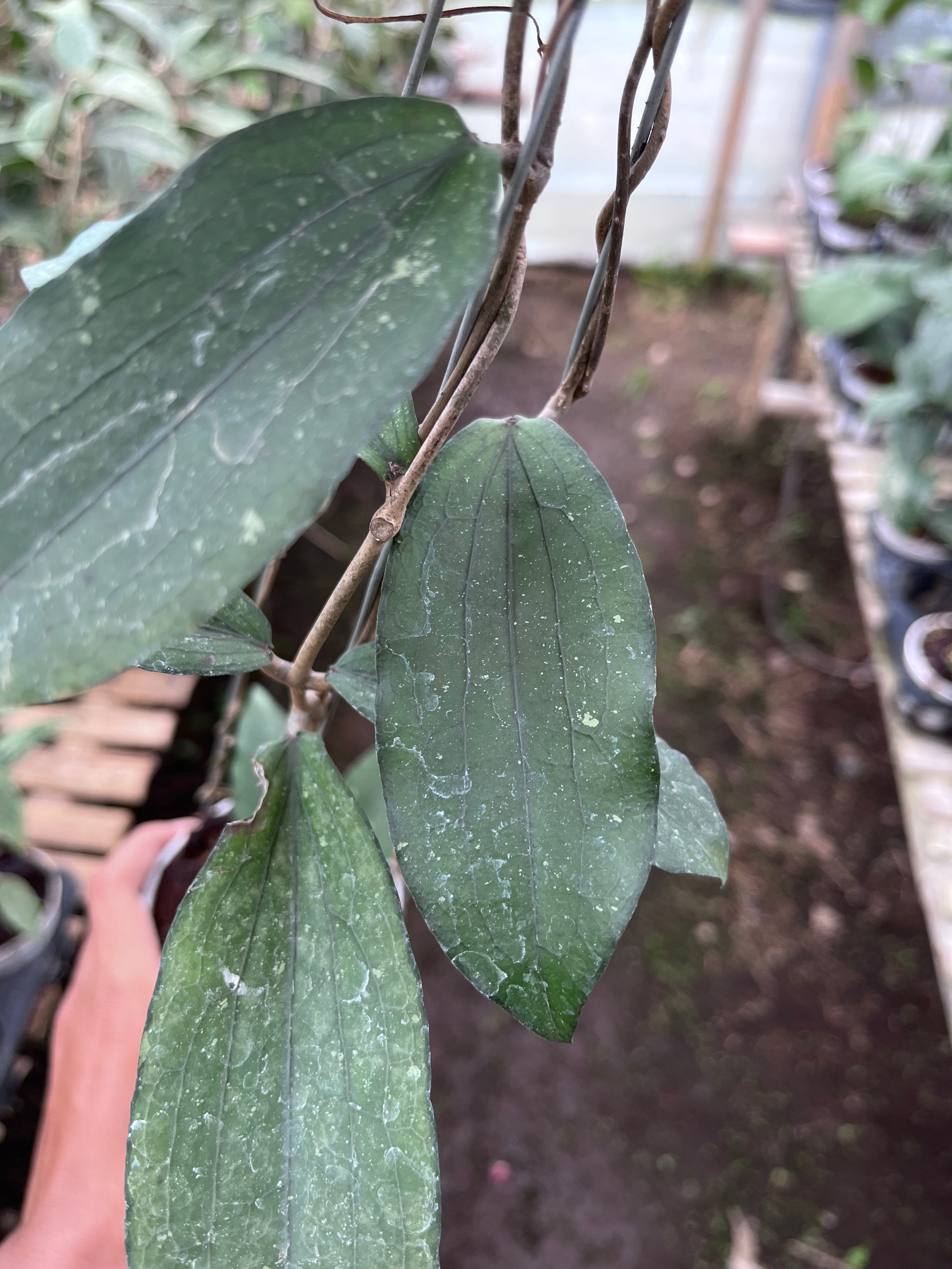 Hoya Erythrina Bajo