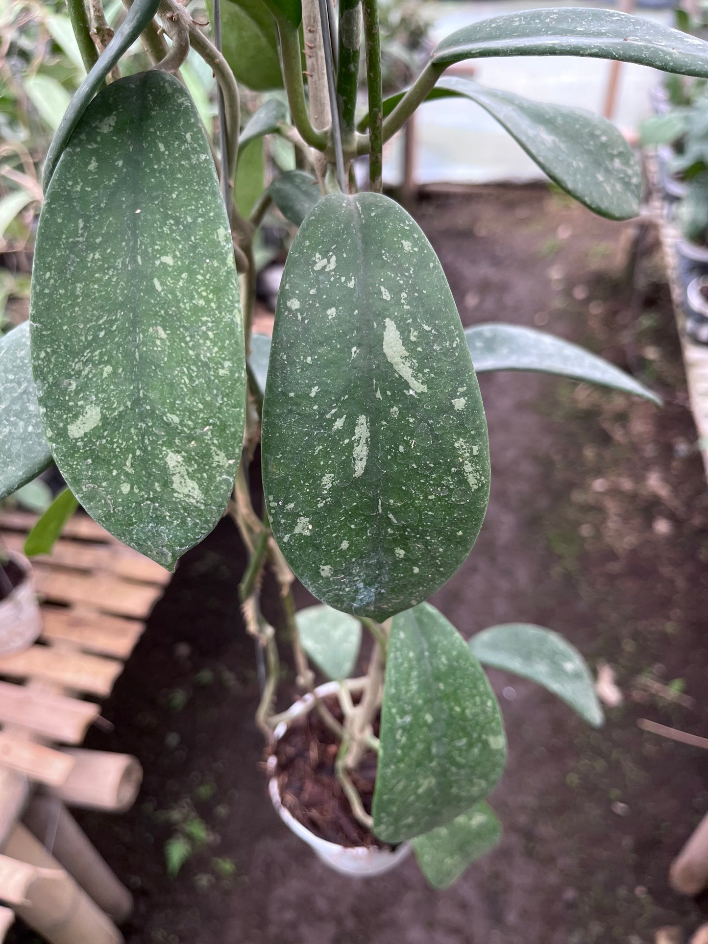 Hoya Diversifolia Splash