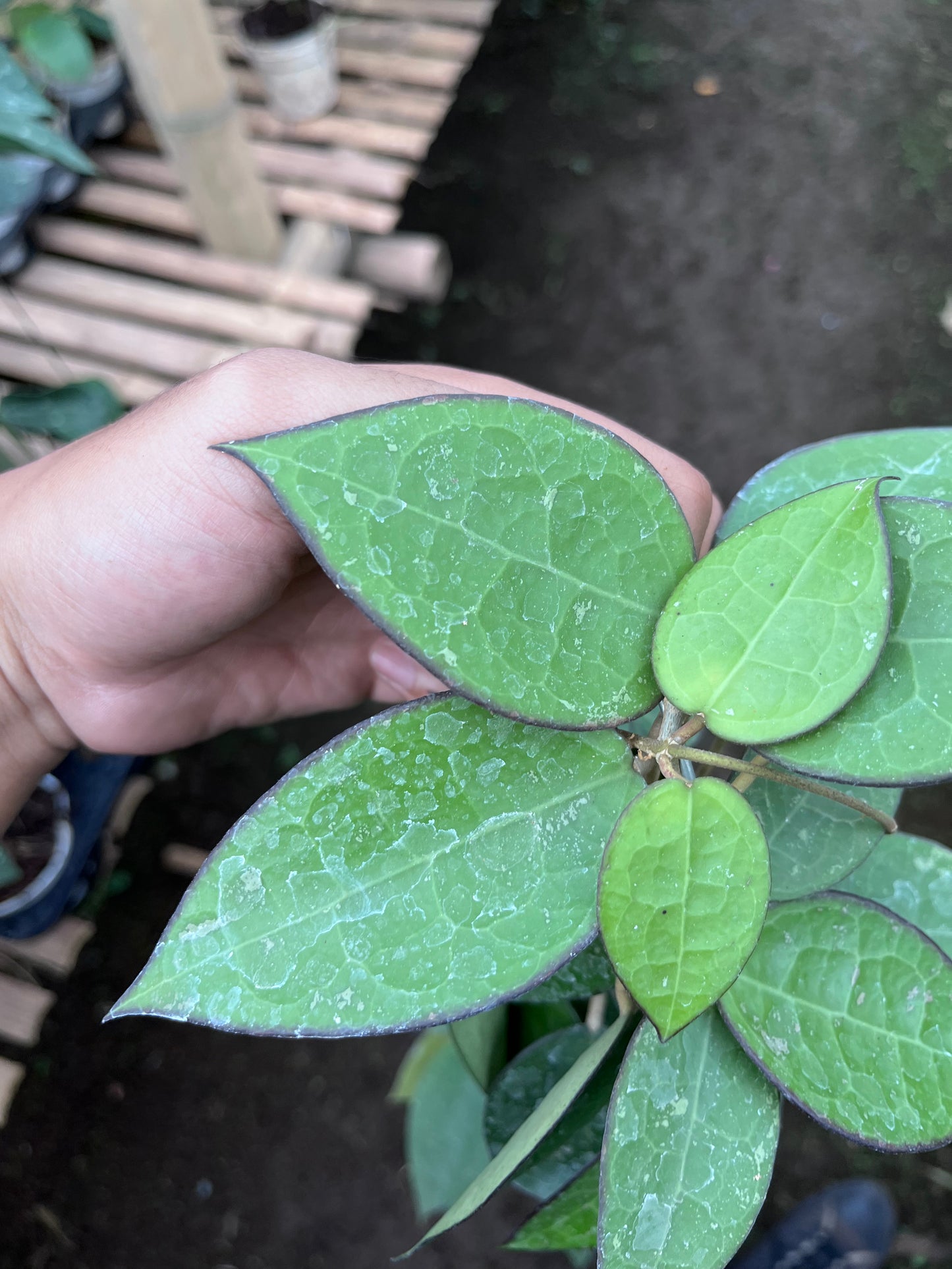Hoya Verticilata MA07