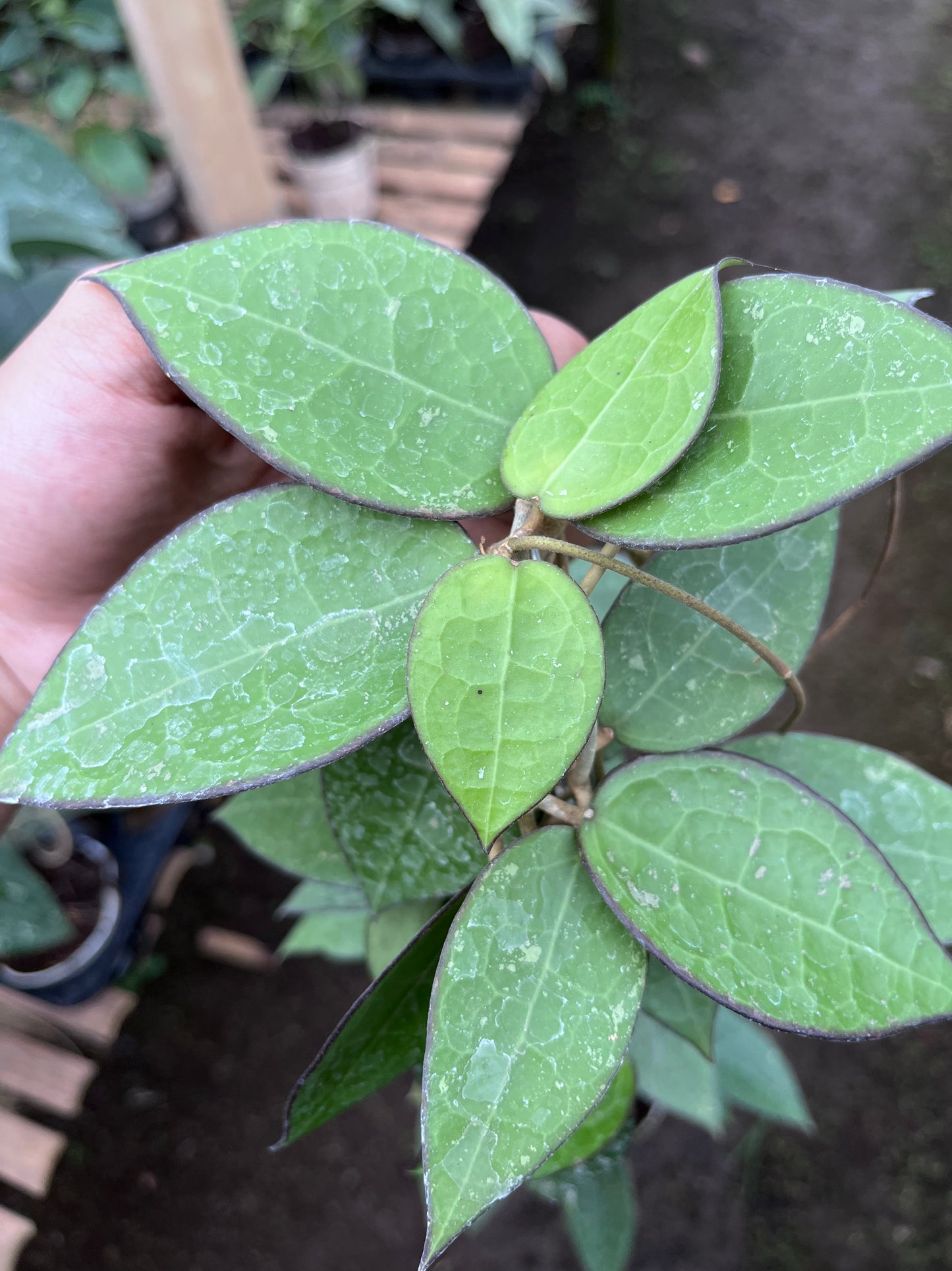 Hoya Verticilata MA07