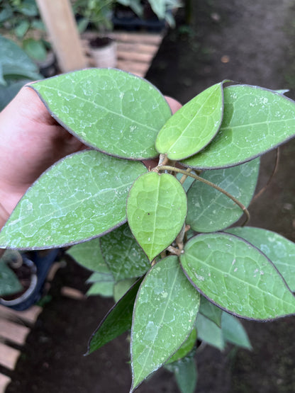 Hoya Verticilata MA07