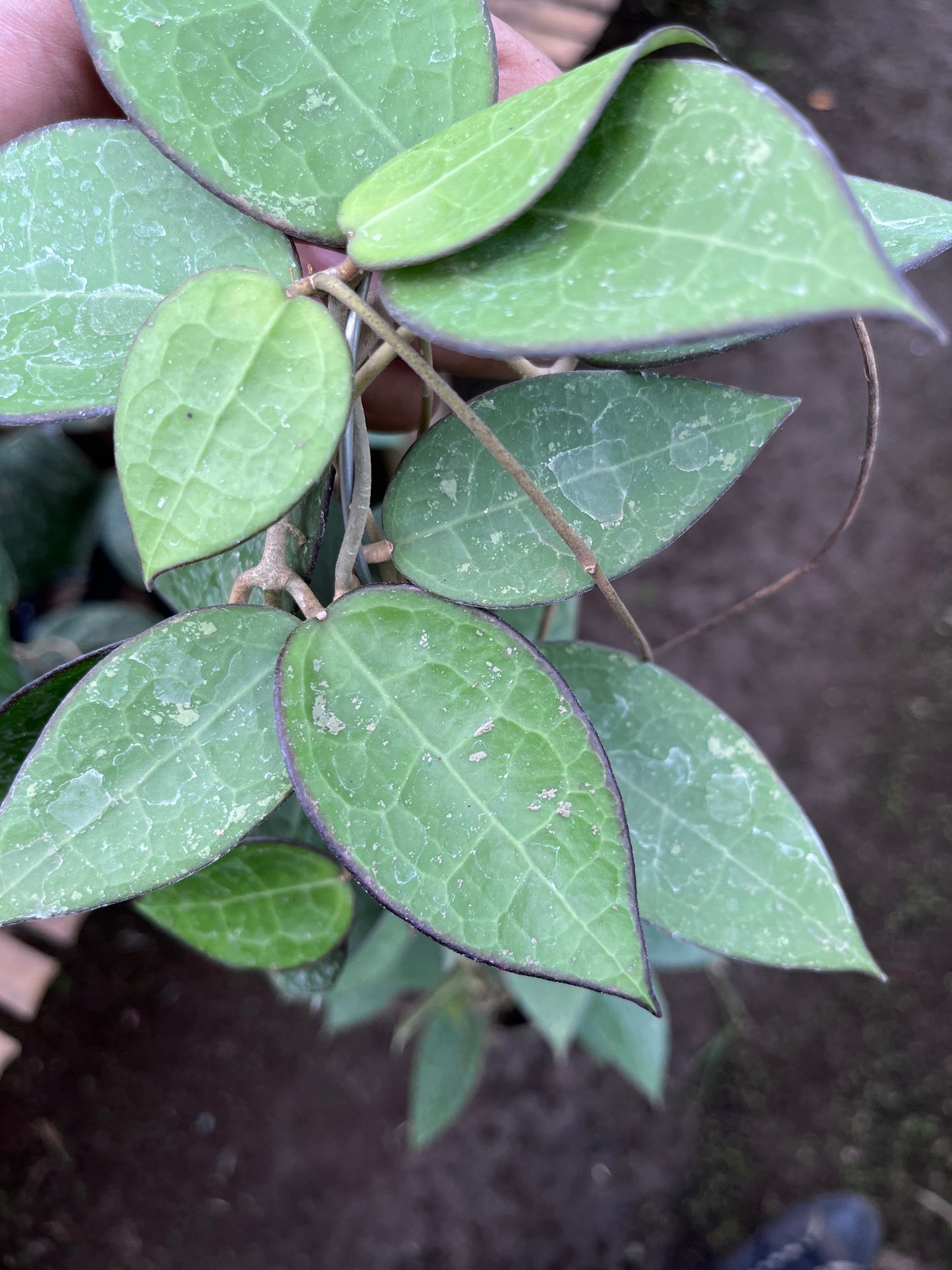 Hoya Verticilata MA07