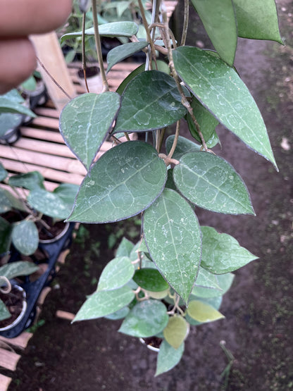 Hoya Verticilata MA07