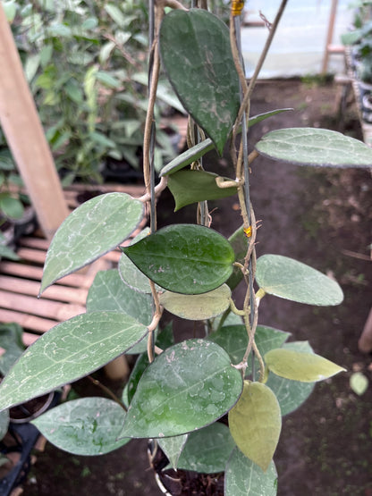 Hoya Verticilata MA07