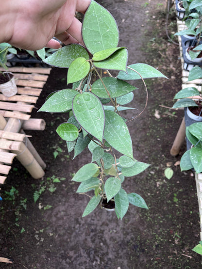 Hoya Verticilata MA07