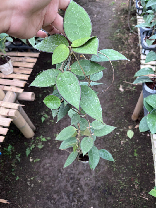 Hoya Verticilata MA07