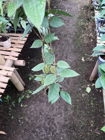 Hoya Verticilata MA07