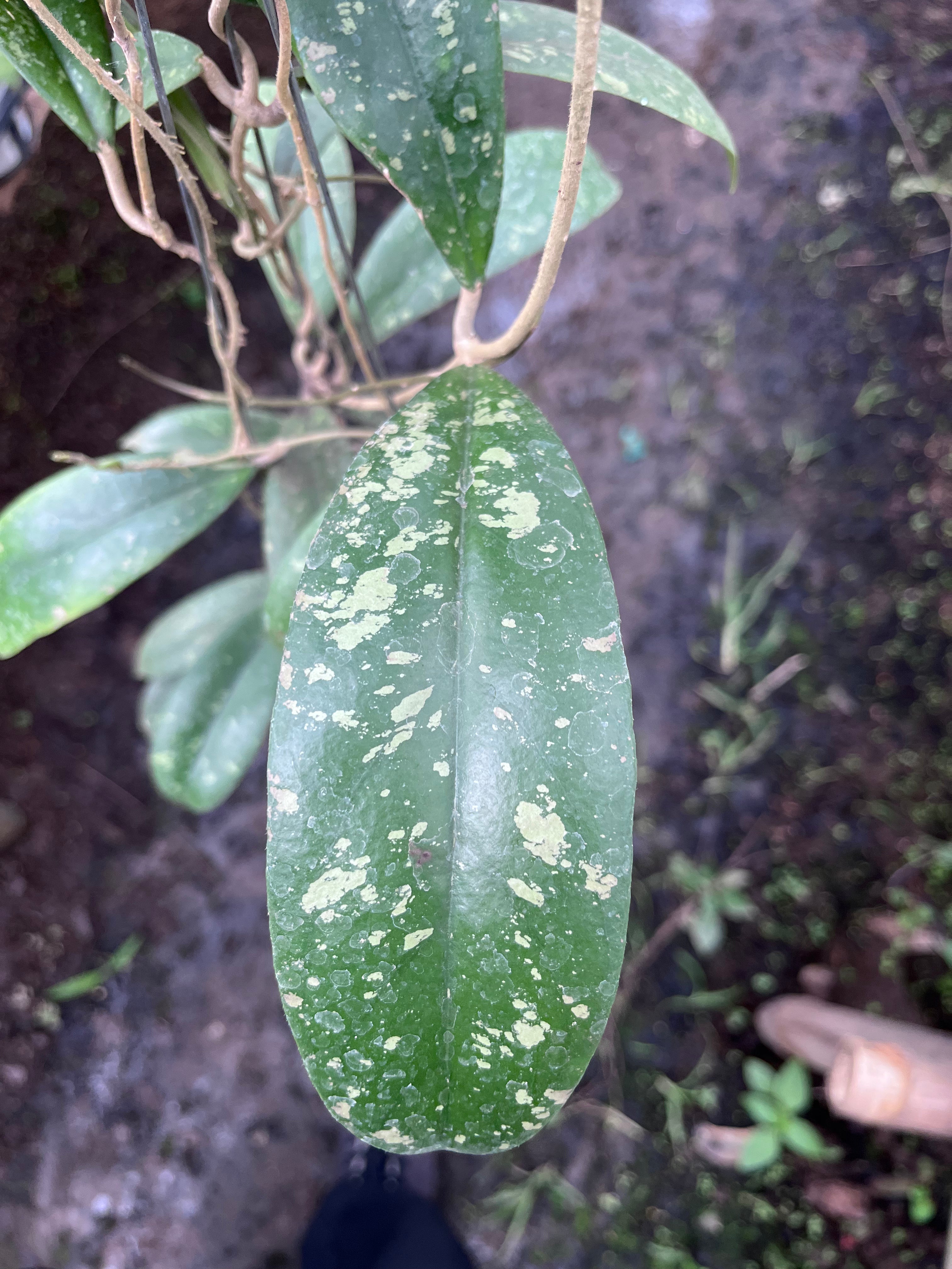 Hoya Forbesii Jabar