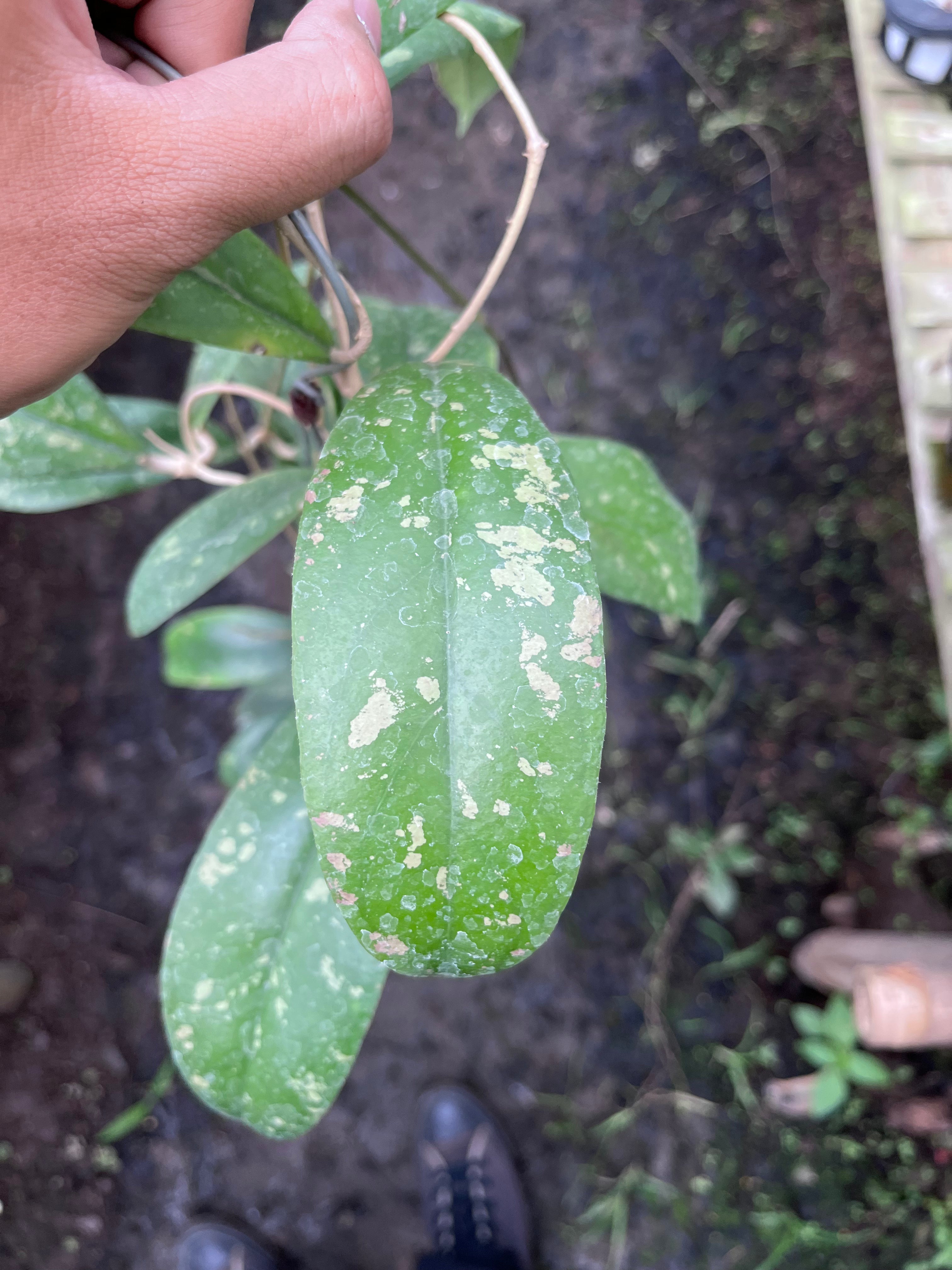 Hoya Forbesii Jabar
