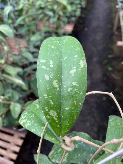 Hoya Forbesii Jabar