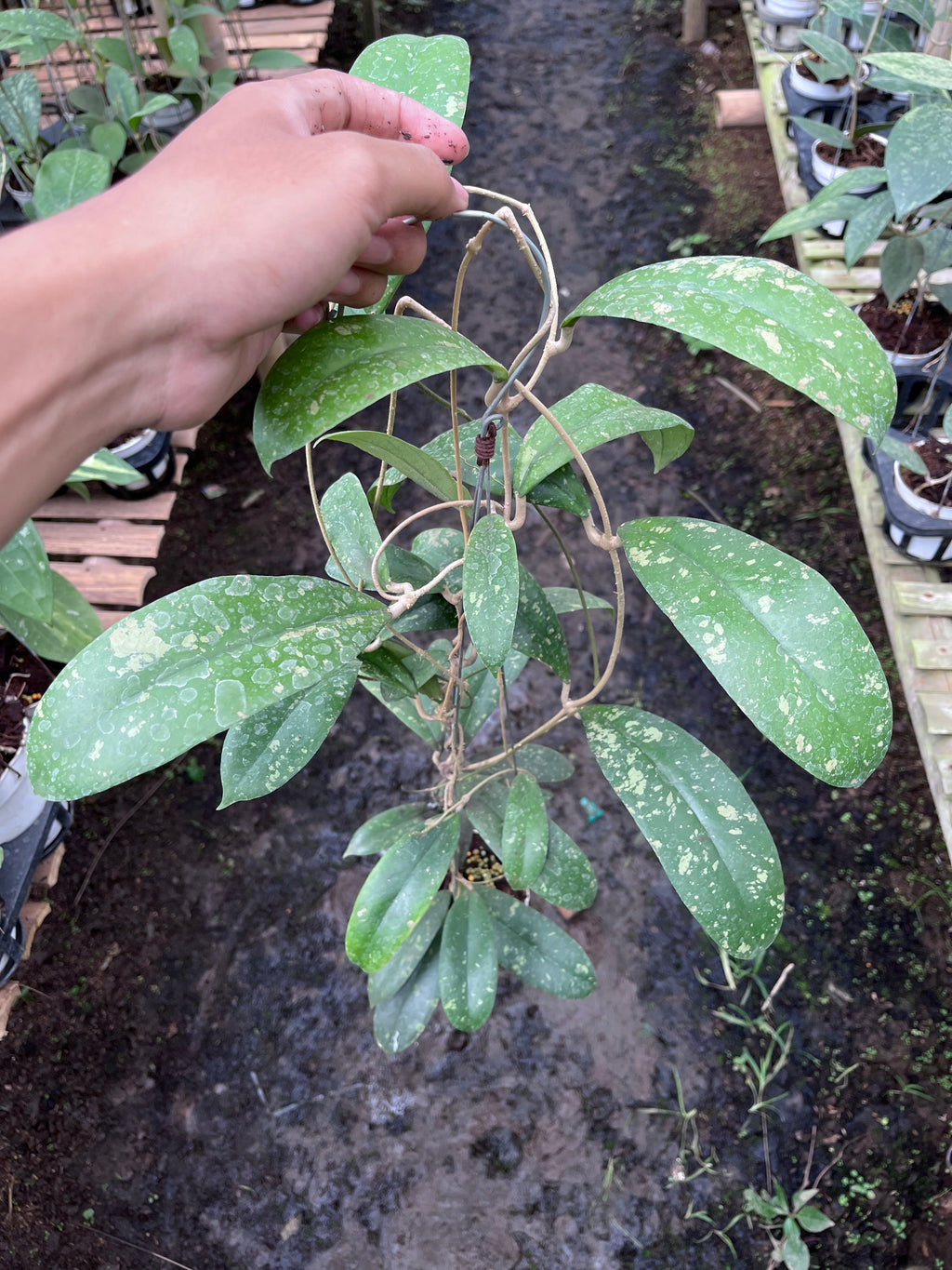 Hoya Forbesii Jabar
