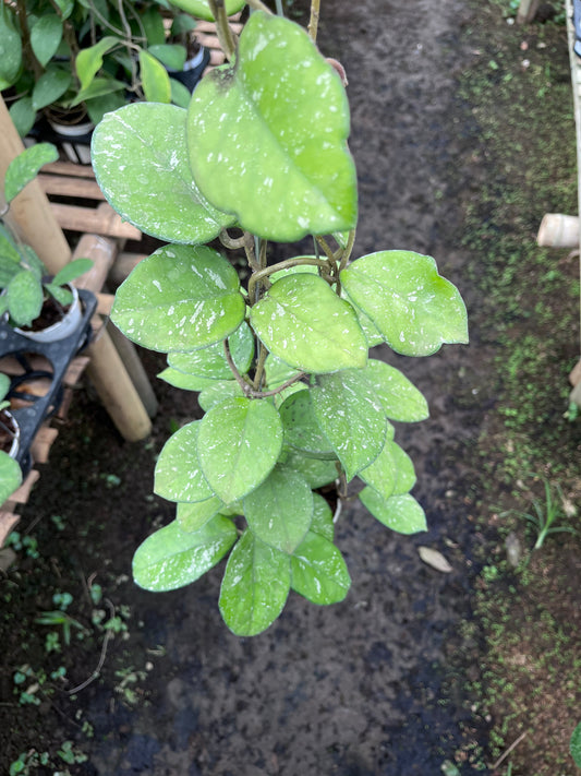 Hoya Carnosa Freackless