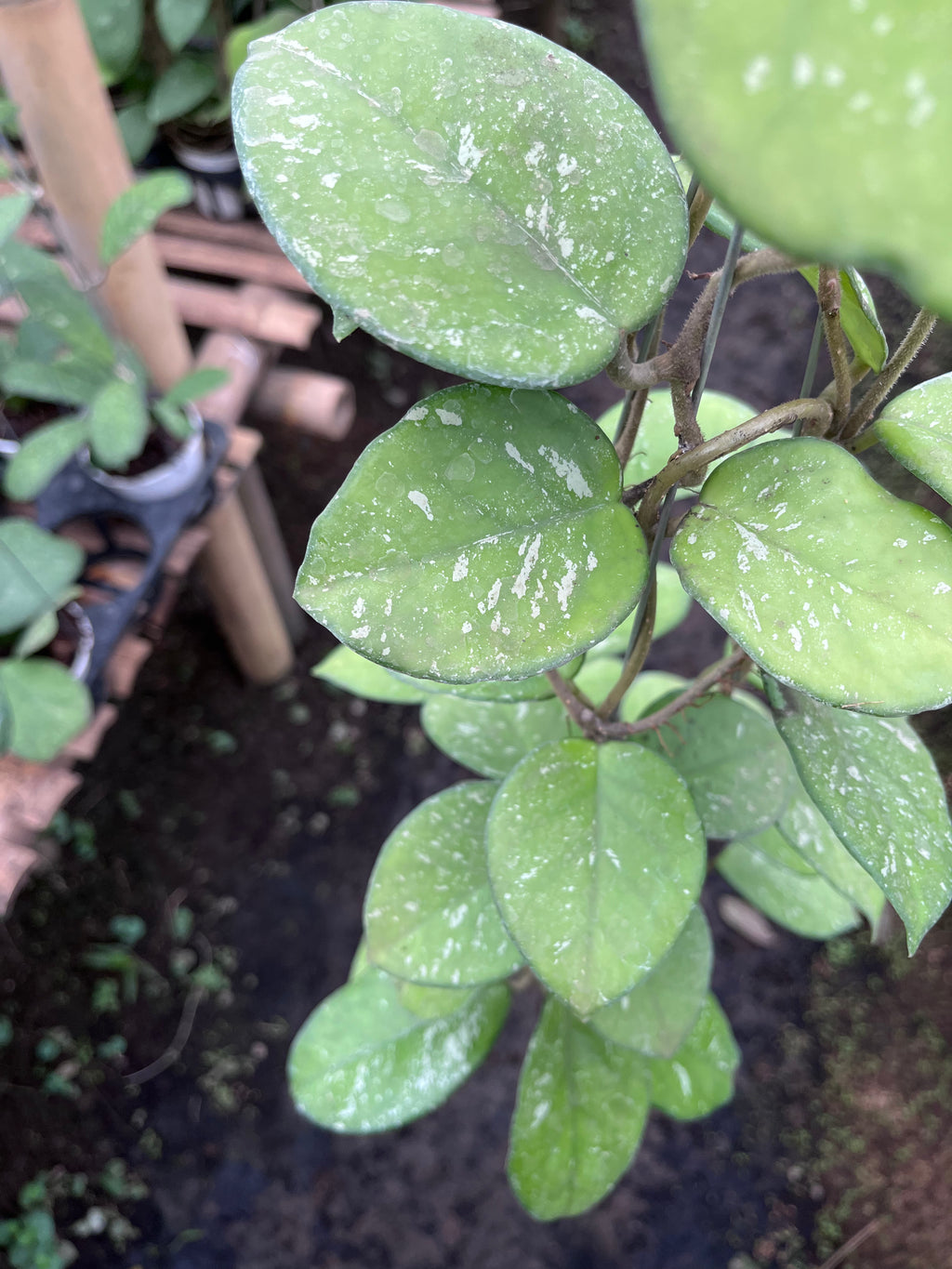 Hoya Carnosa Freackless