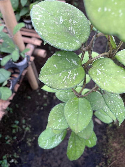 Hoya Carnosa Freackless