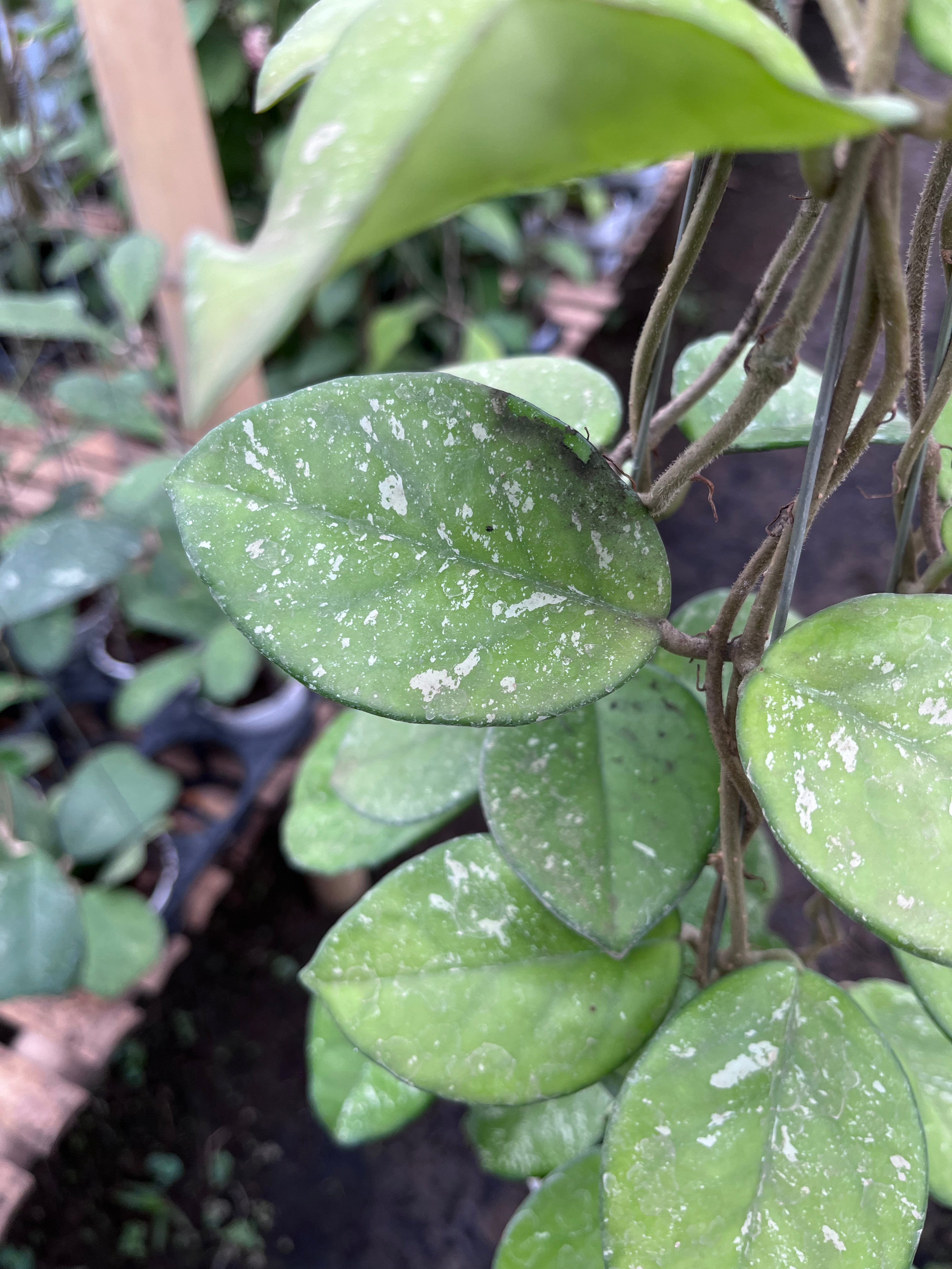 Hoya Carnosa Freackless