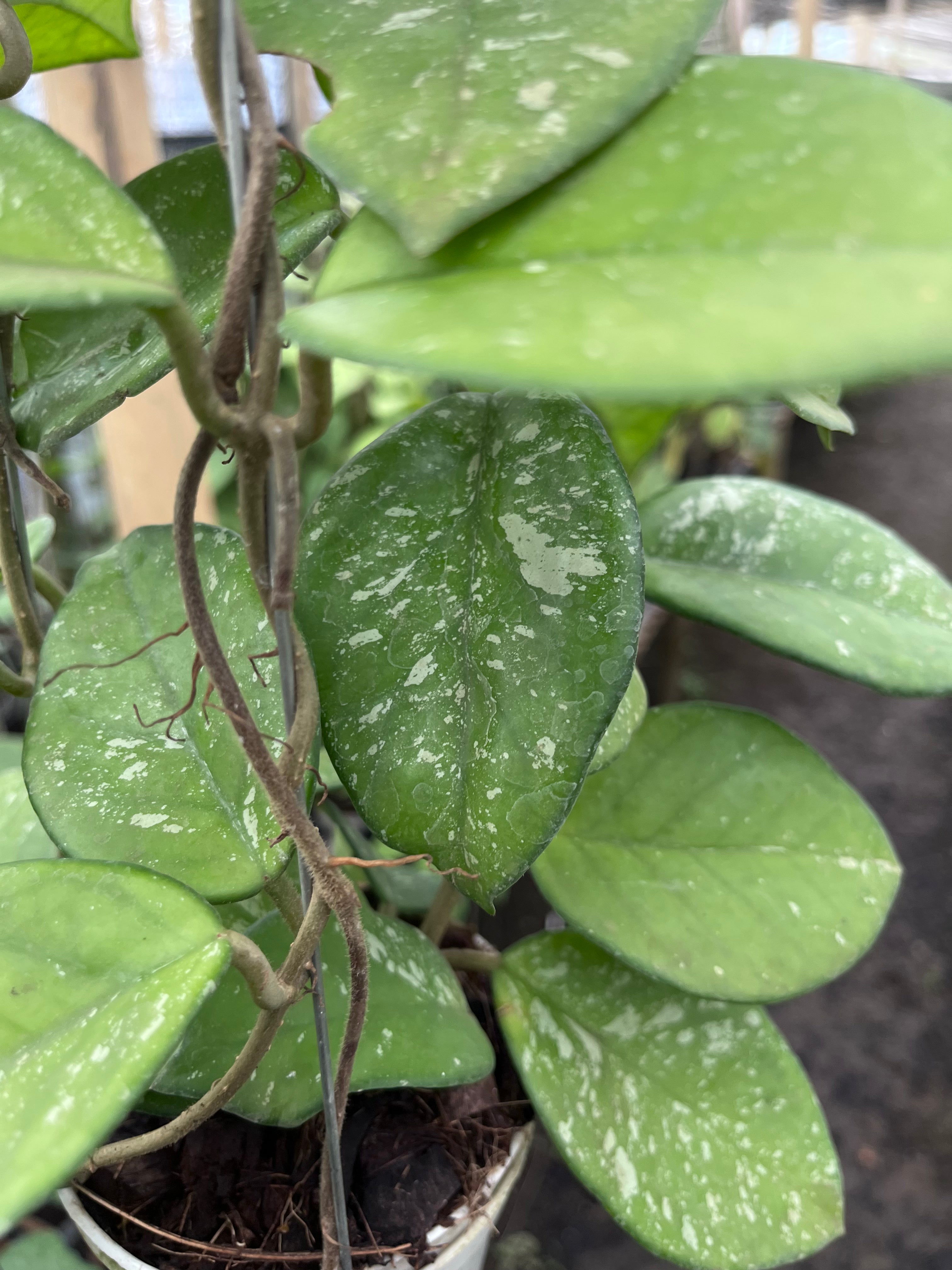 Hoya Carnosa Freackless