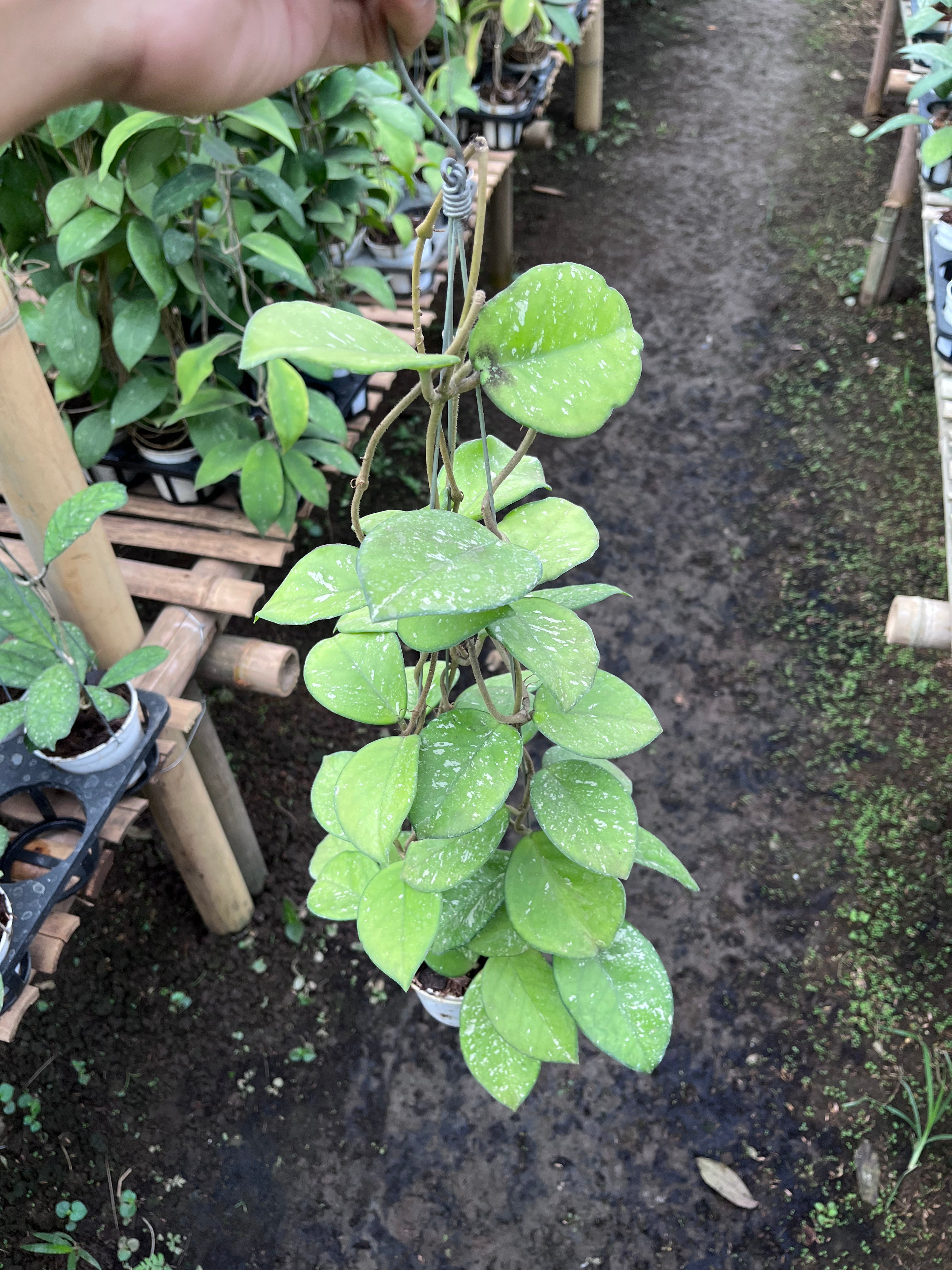 Hoya Carnosa Freackless
