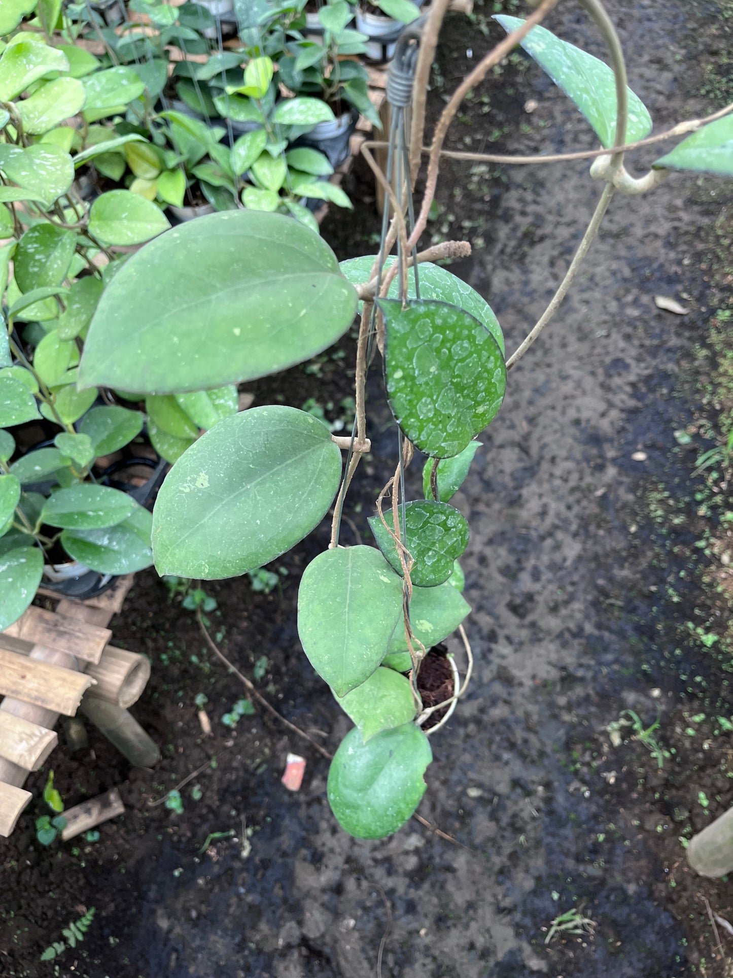 Hoya Cinnamomifolia
