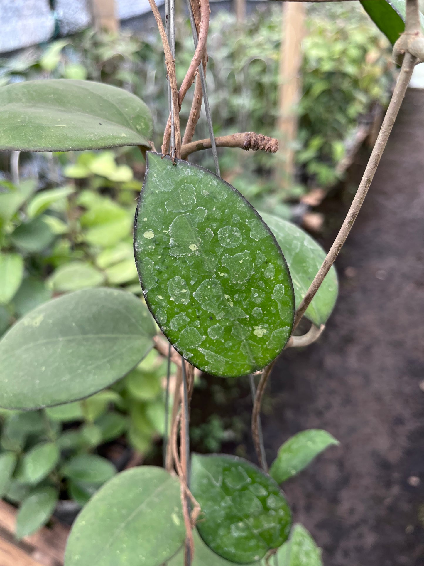 Hoya Cinnamomifolia