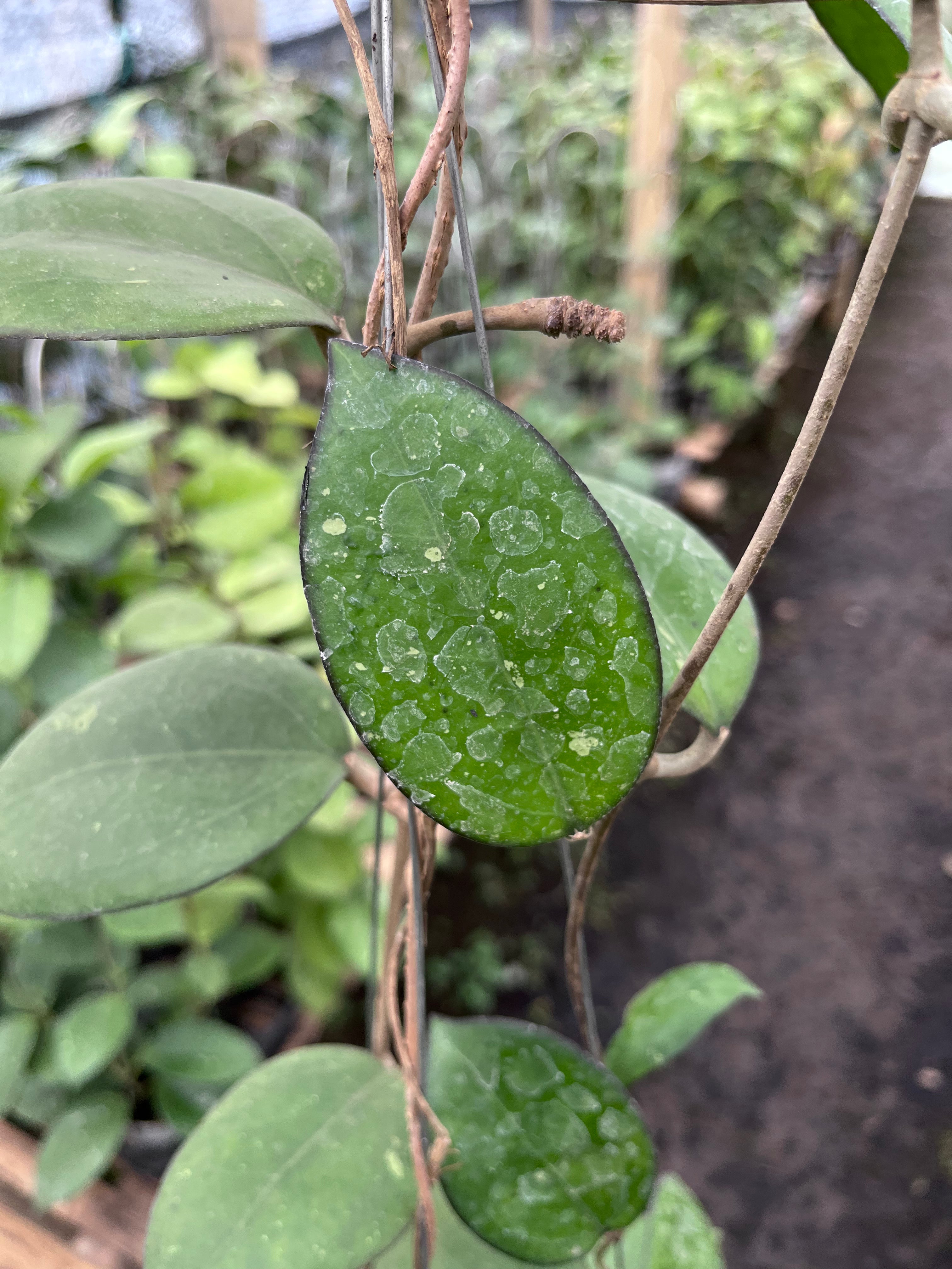 Hoya Cinnamomifolia
