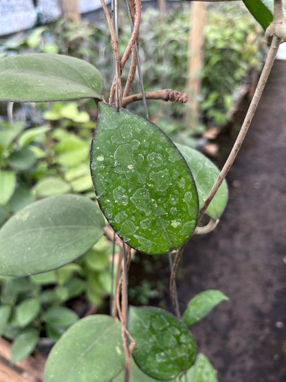Hoya Cinnamomifolia