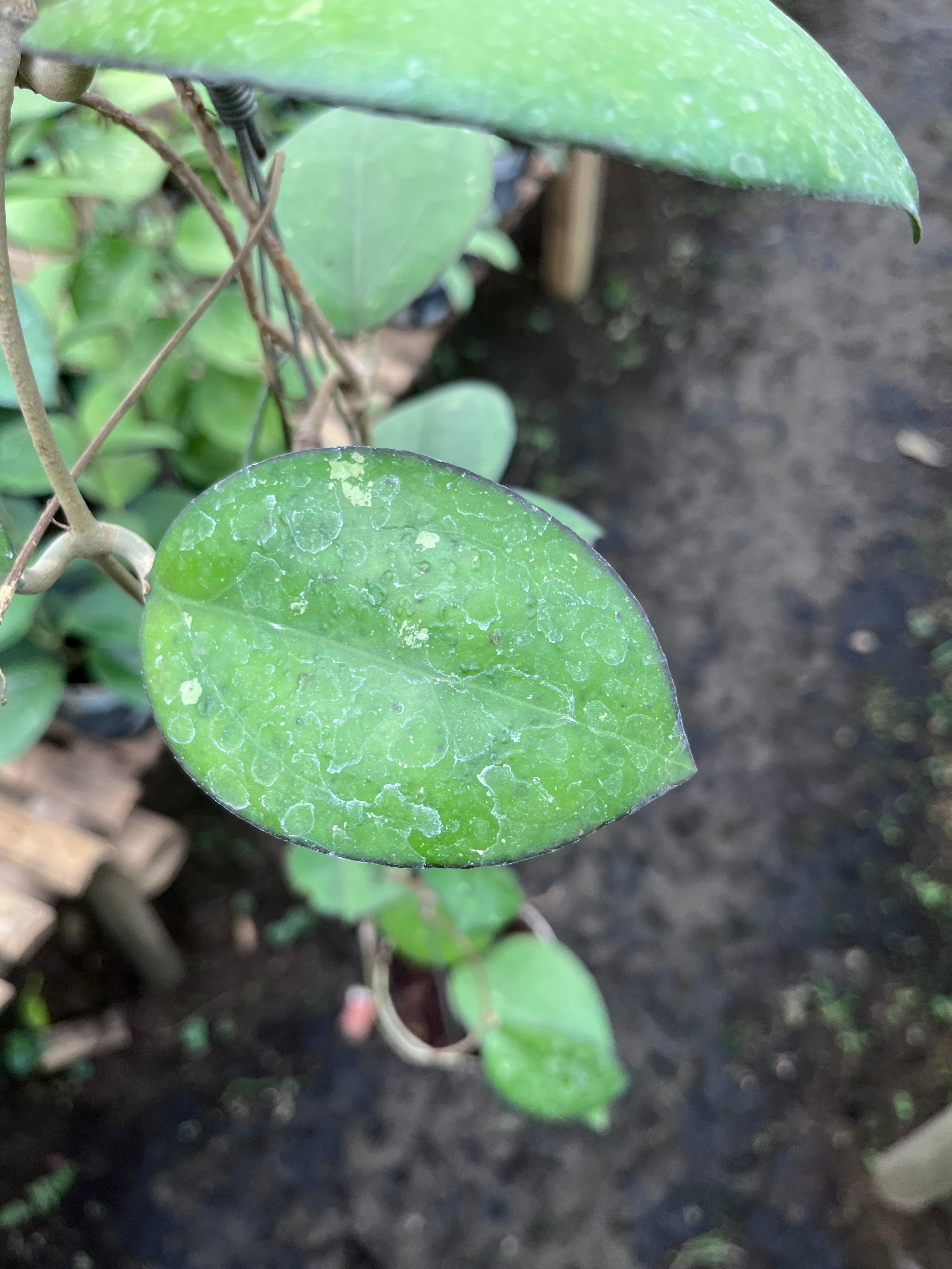 Hoya Cinnamomifolia