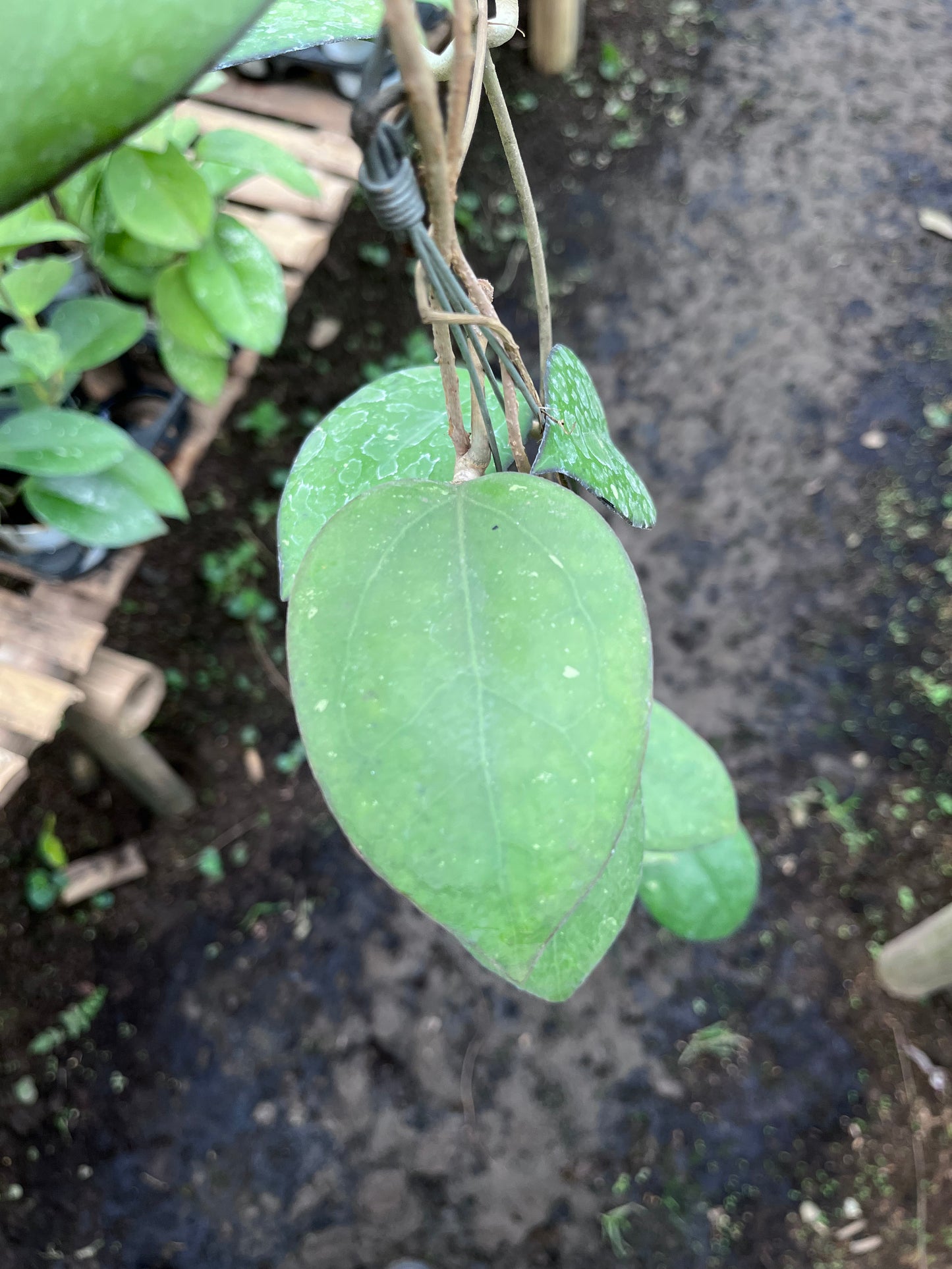 Hoya Cinnamomifolia