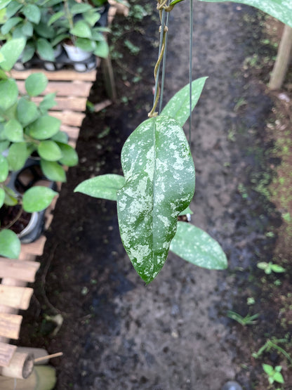 Hoya Forbesii Tabalong