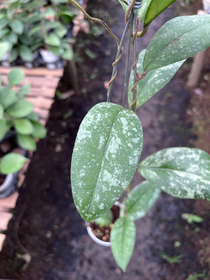 Hoya Forbesii Tabalong