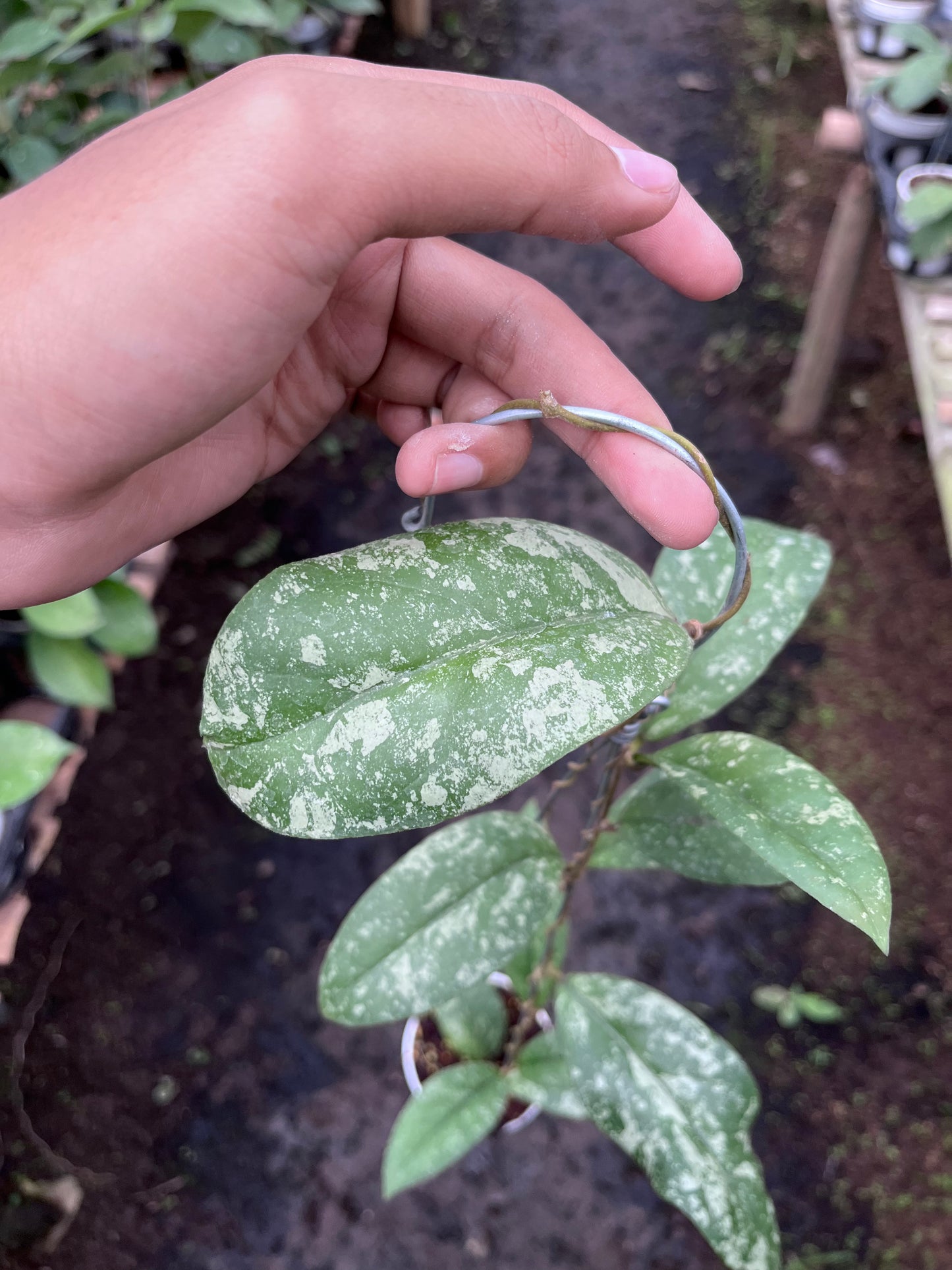 Hoya Forbesii Tabalong
