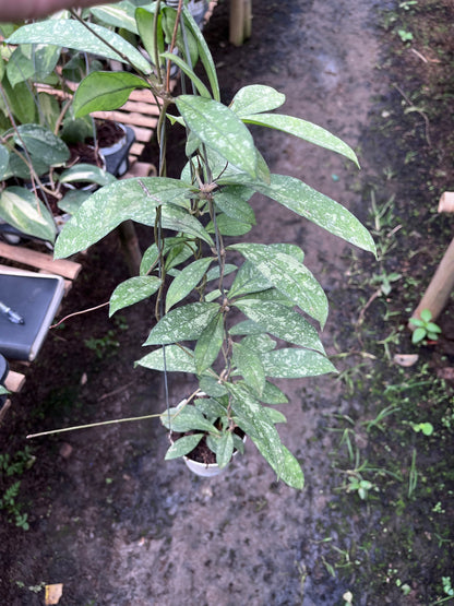 Hoya Crassipetiolata Splash