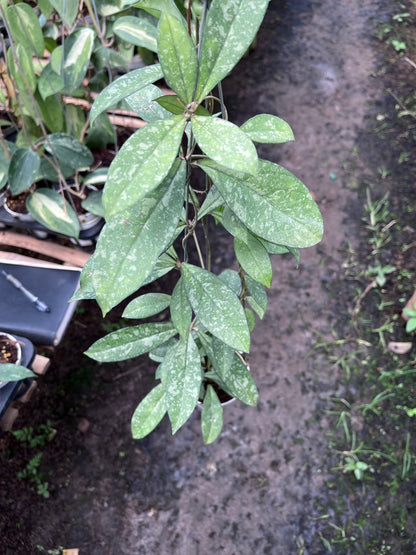 Hoya Crassipetiolata Splash