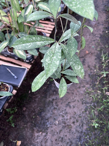 Hoya Crassipetiolata Splash