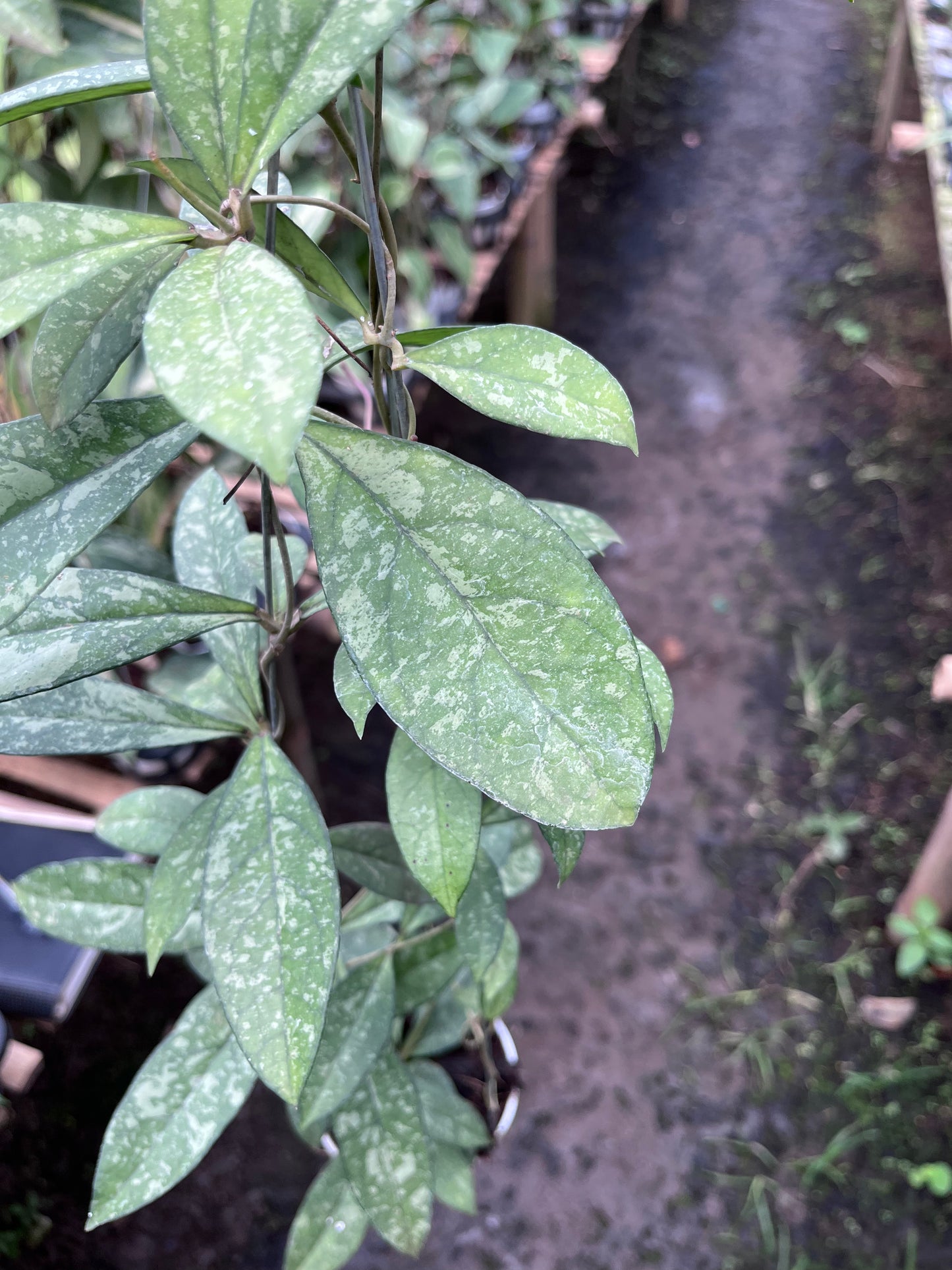 Hoya Crassipetiolata Splash