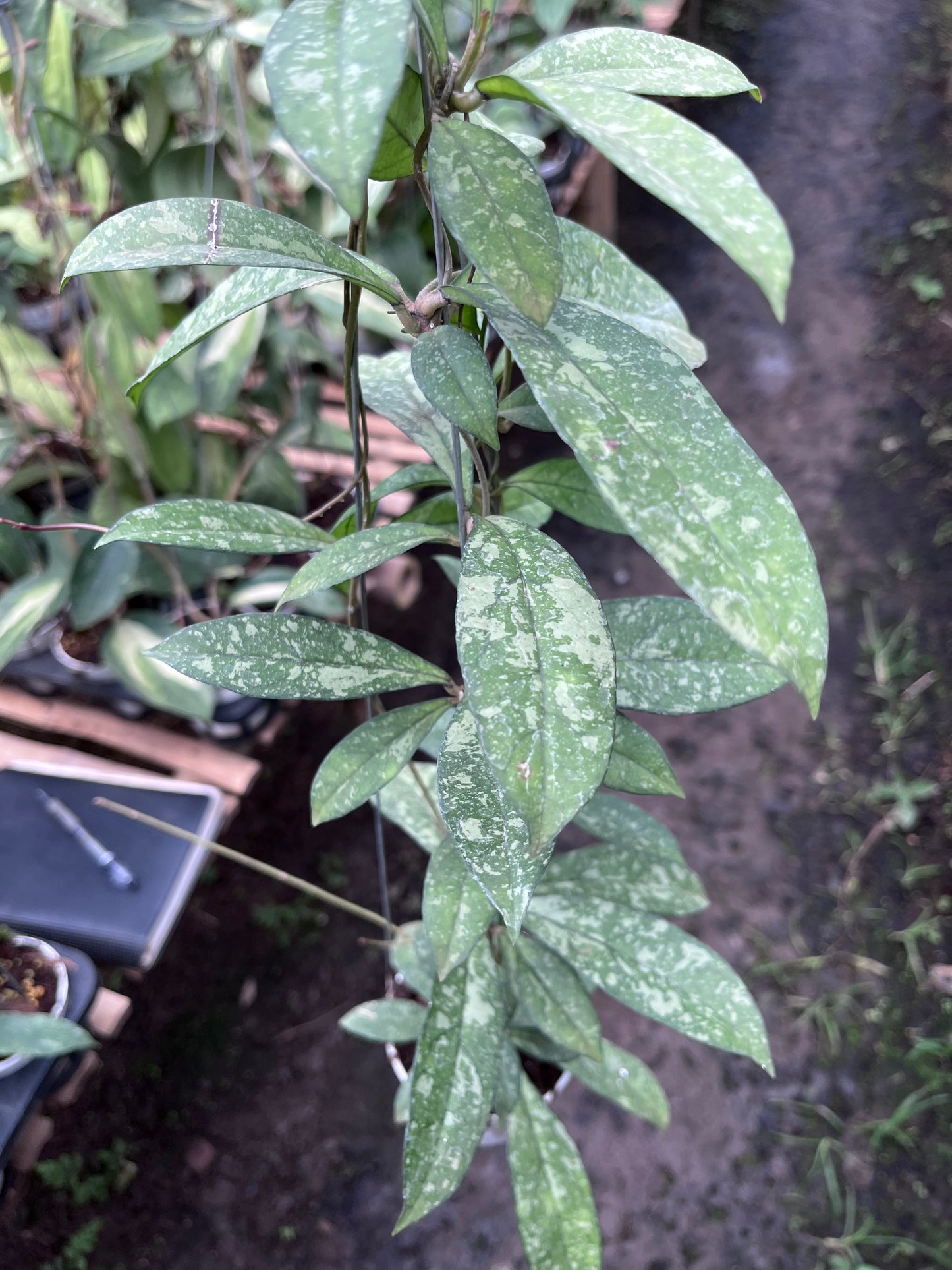 Hoya Crassipetiolata Splash