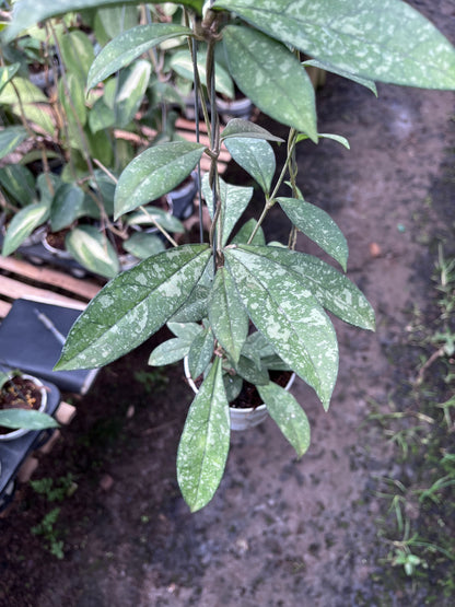 Hoya Crassipetiolata Splash