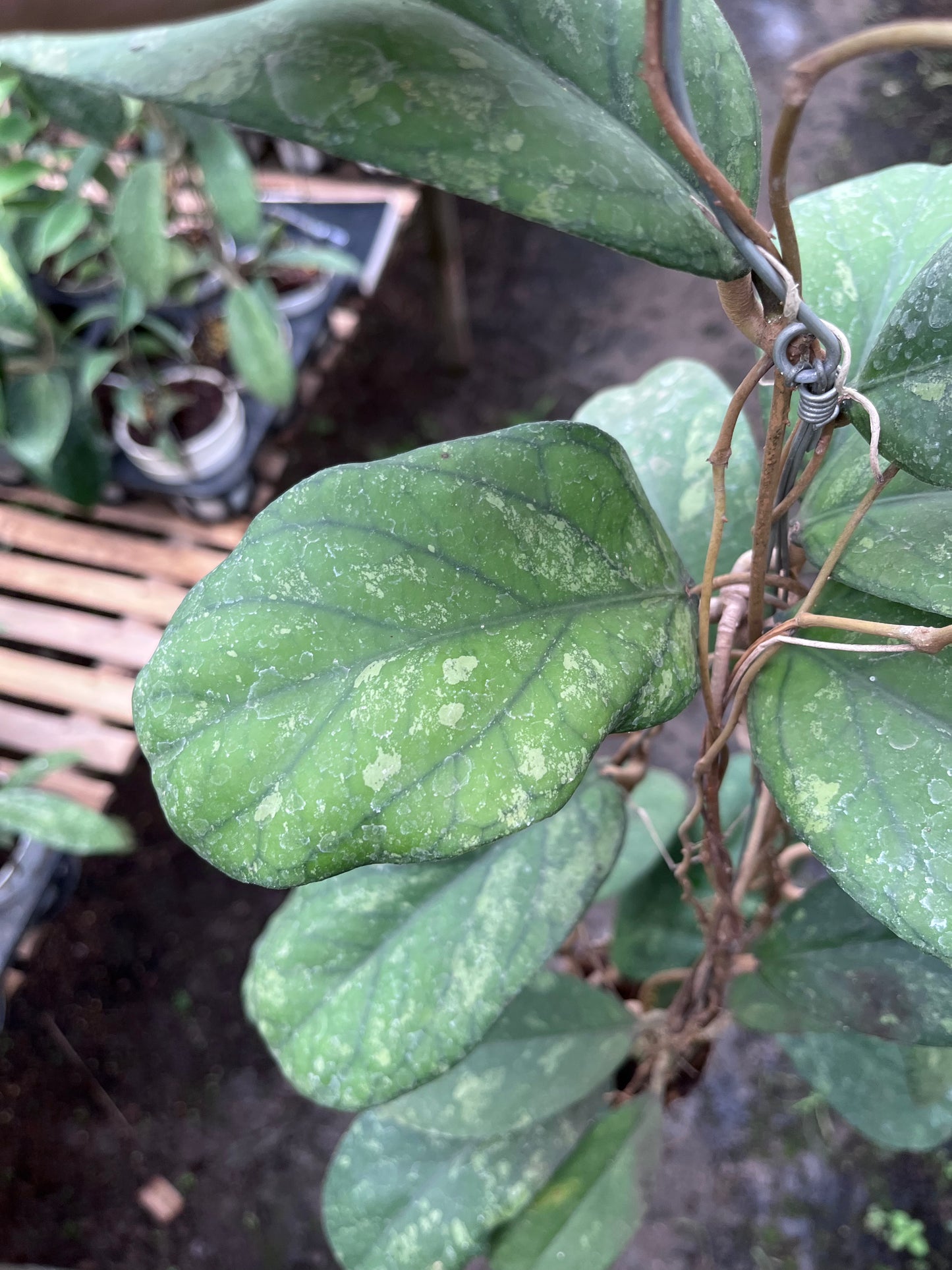 Hoya Meridithii Aceh