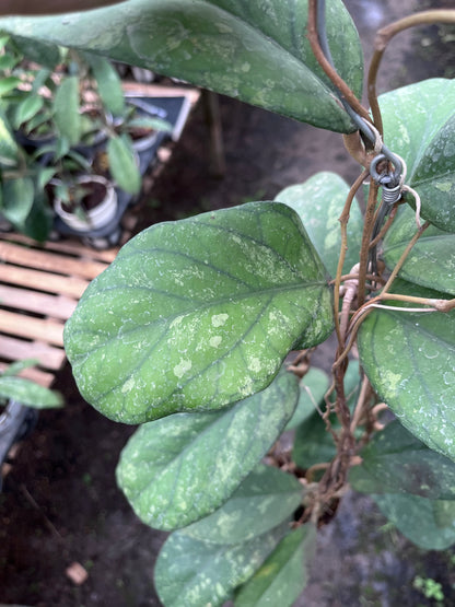 Hoya Meridithii Aceh