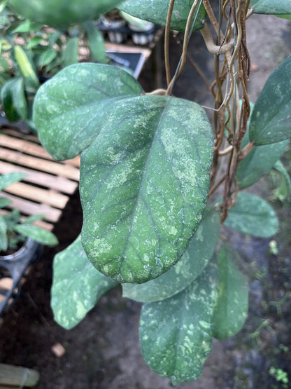 Hoya Meridithii Aceh