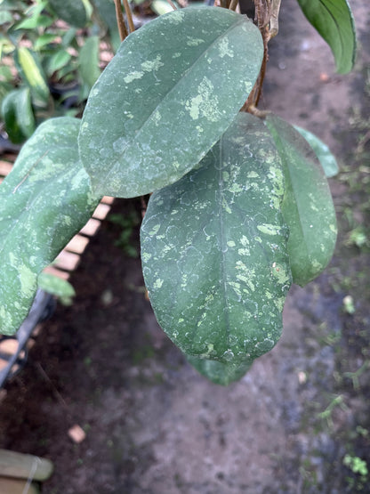 Hoya Meridithii Aceh