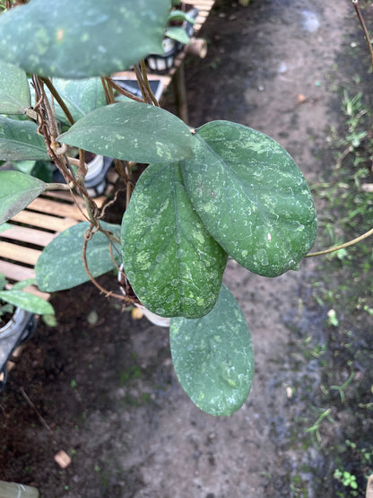 Hoya Meridithii Aceh
