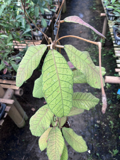Hoya Meridithii Sabbah