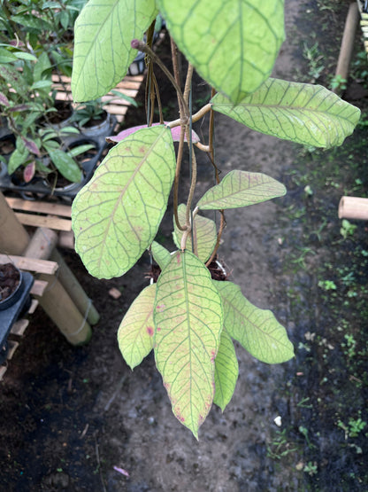 Hoya Meridithii Sabbah