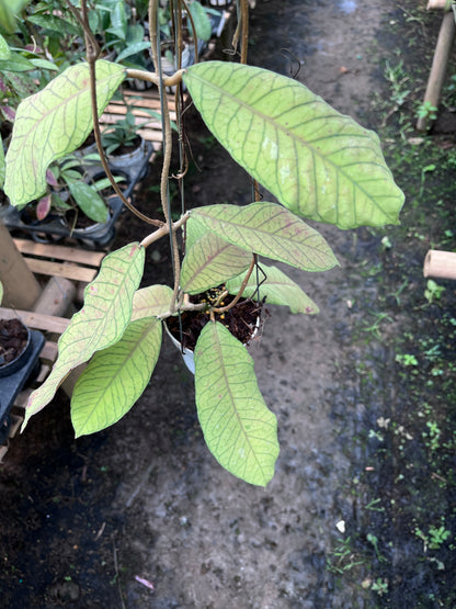 Hoya Meridithii Sabbah