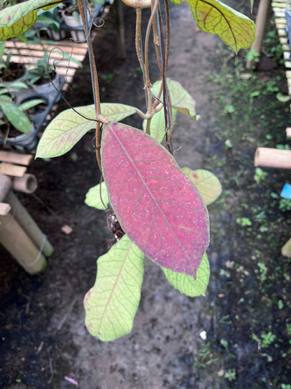 Hoya Meridithii Sabbah