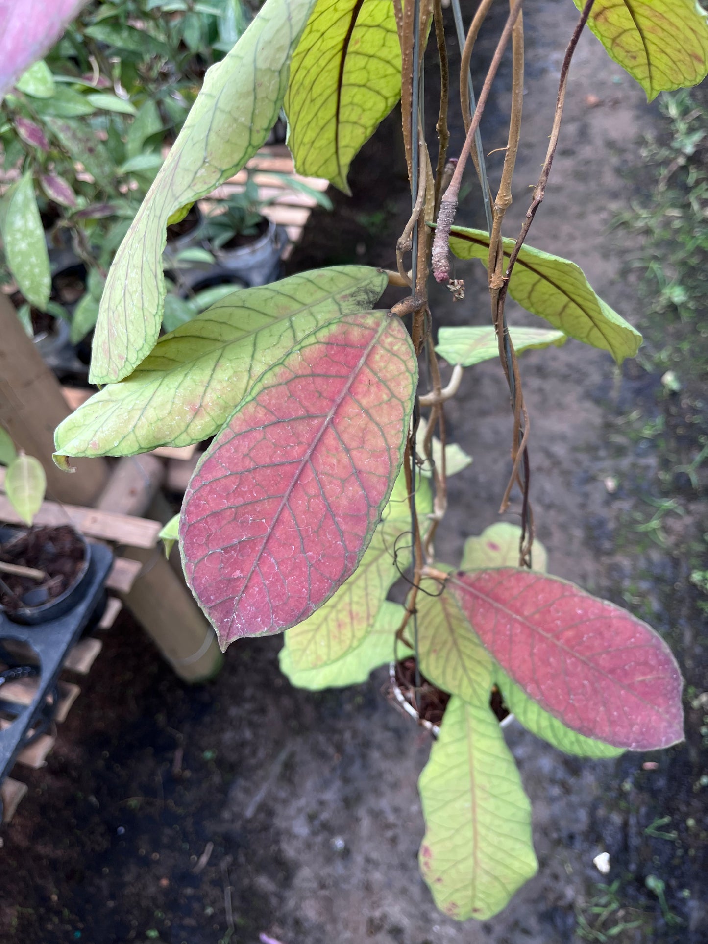 Hoya Meridithii Sabbah