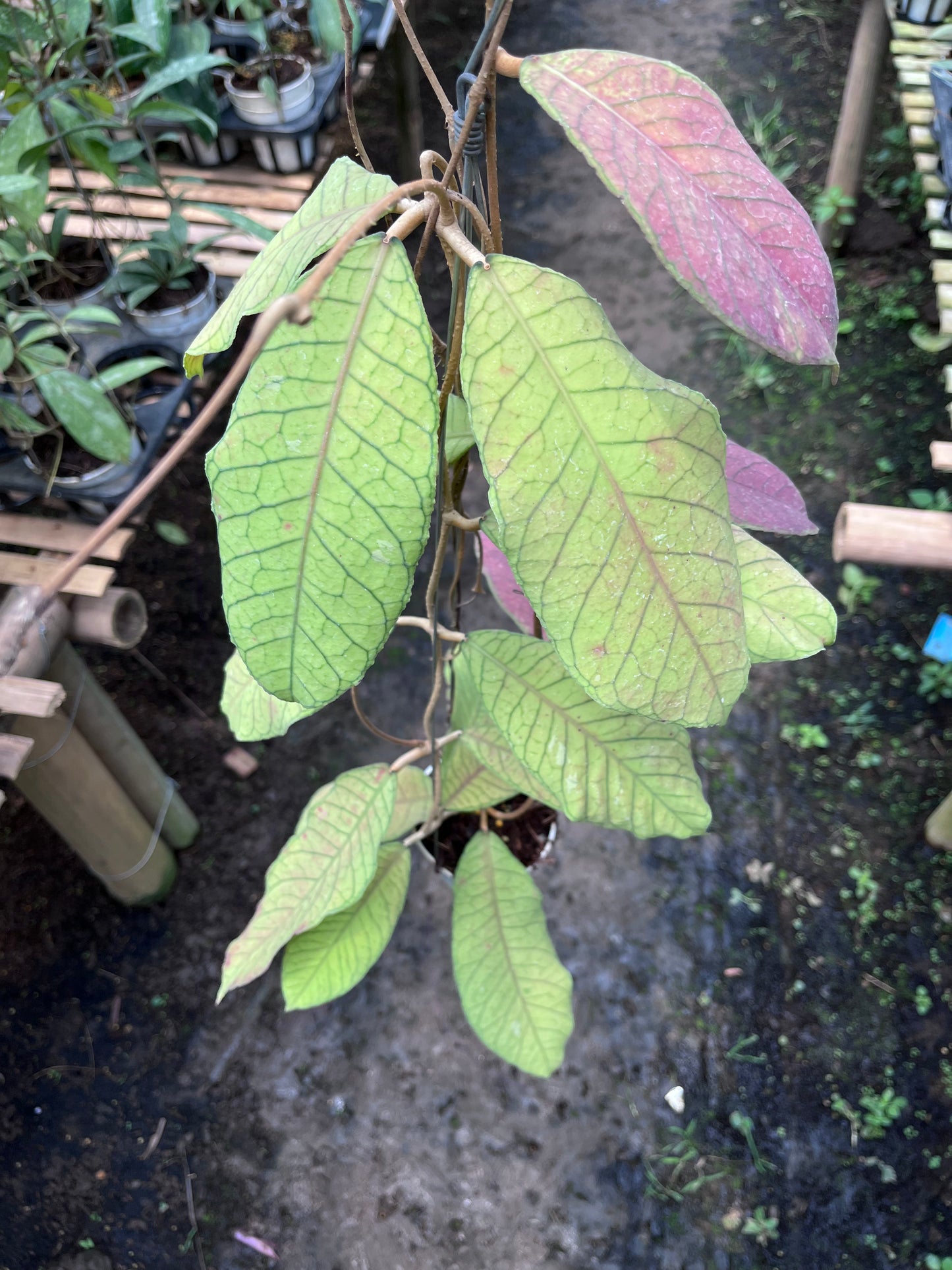 Hoya Meridithii Sabbah