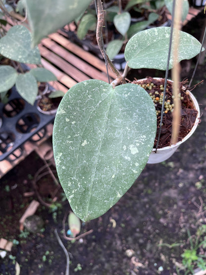 Hoya Glabra Splash