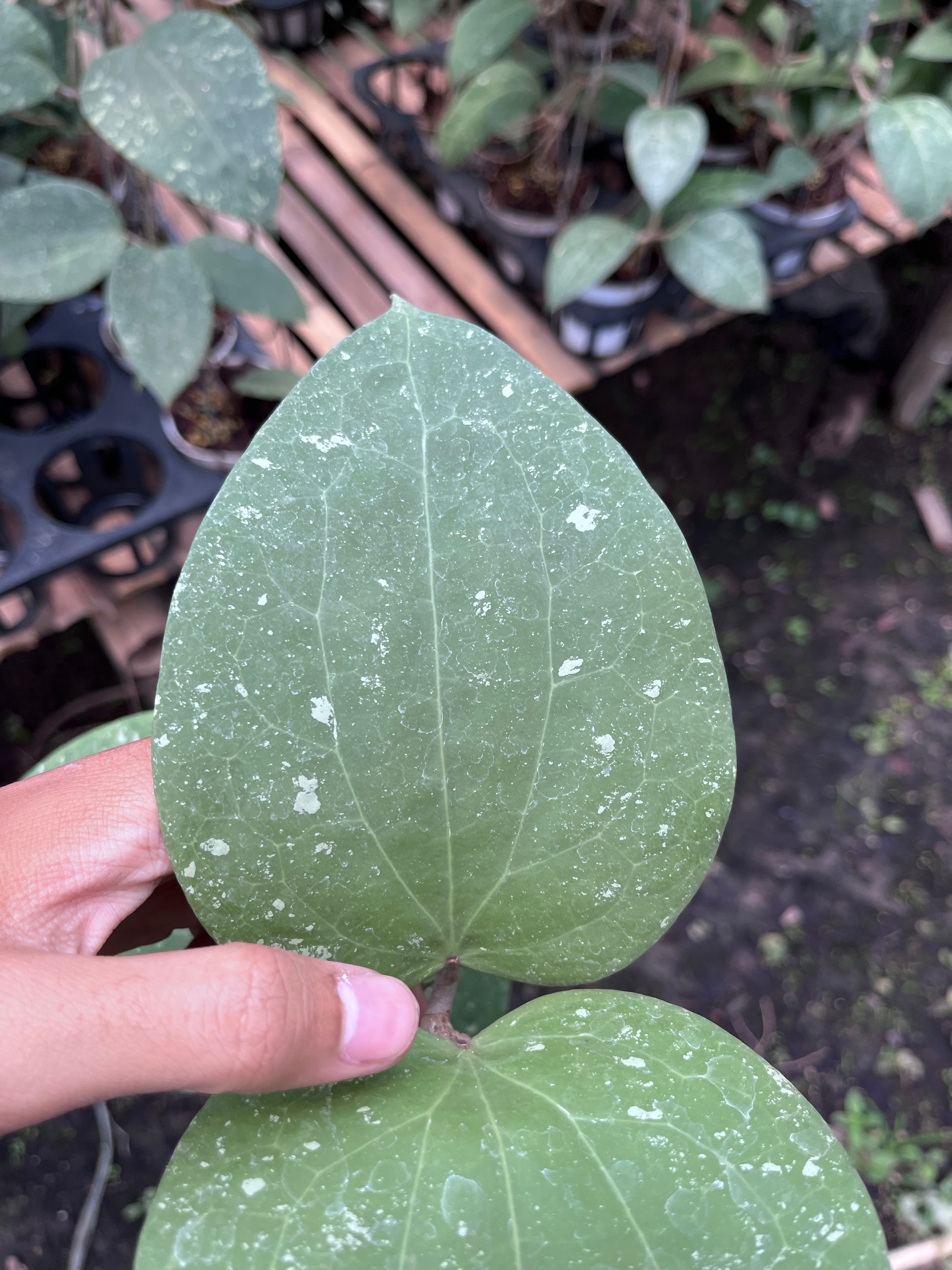 Hoya Glabra Splash